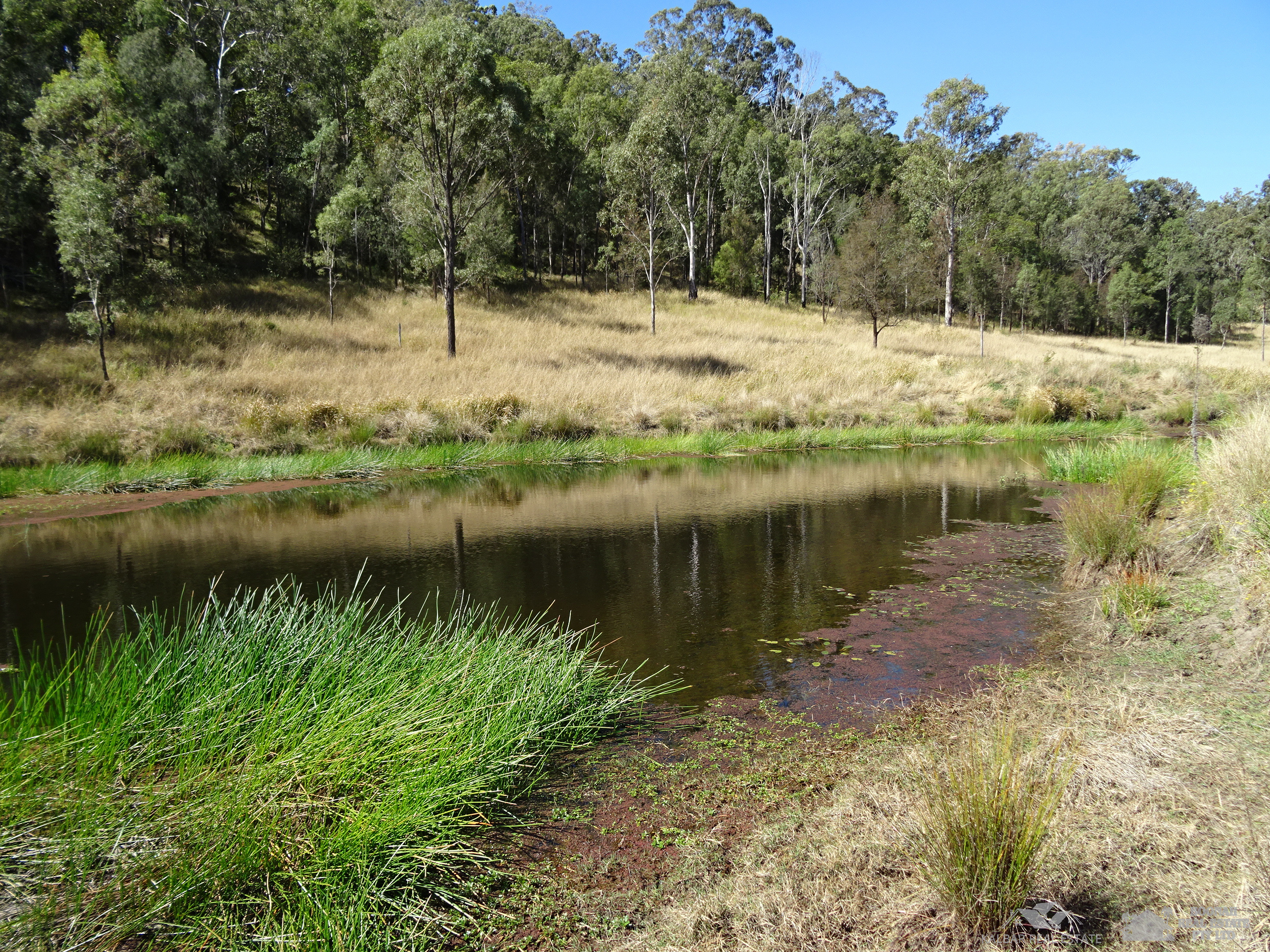 Quality Forest Grazing Land Boonah Real Estate