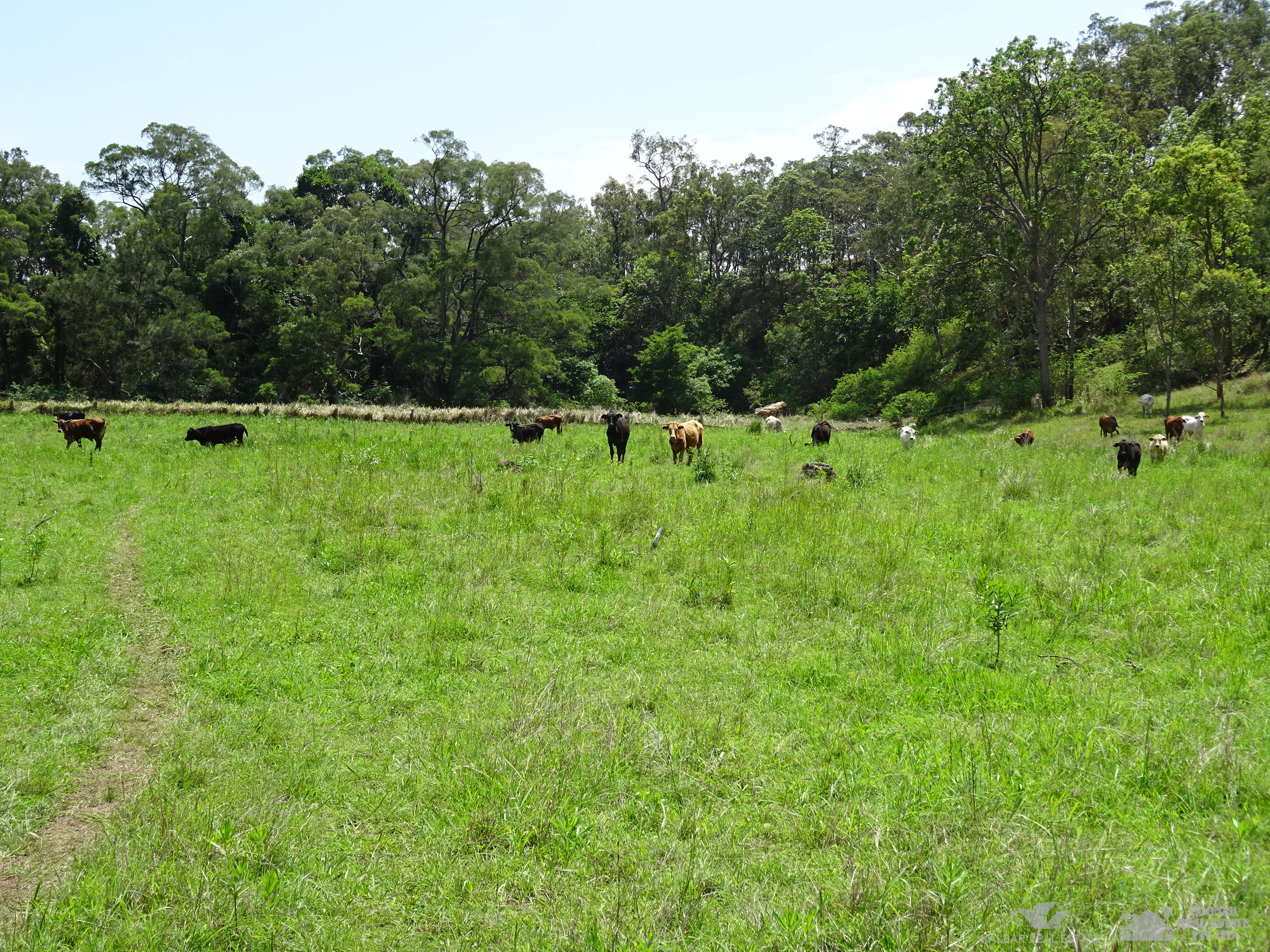 Quality Forest Grazing Land Boonah Real Estate