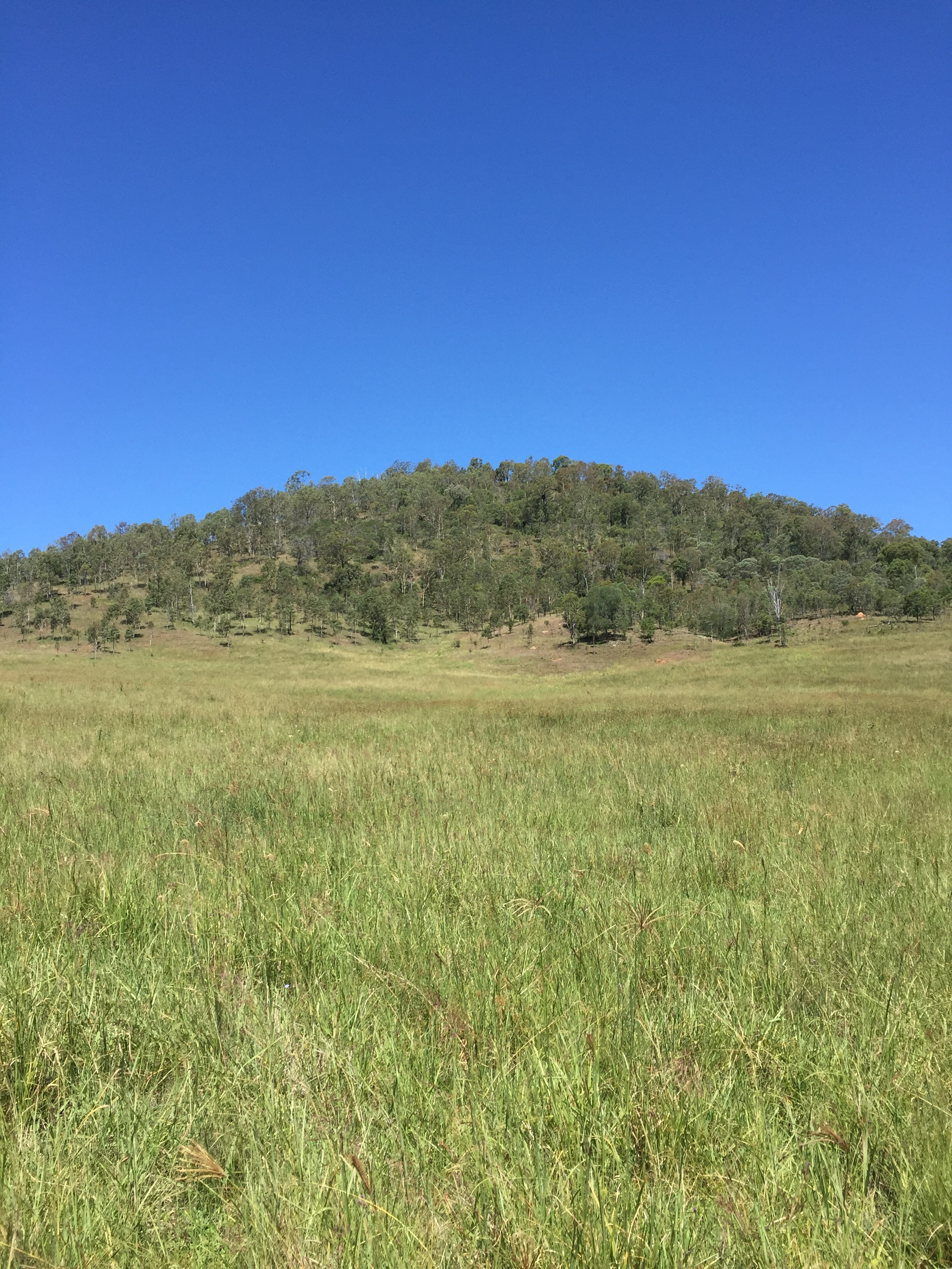 Rural Grazing Land close to Boonah ! Boonah Real Estate