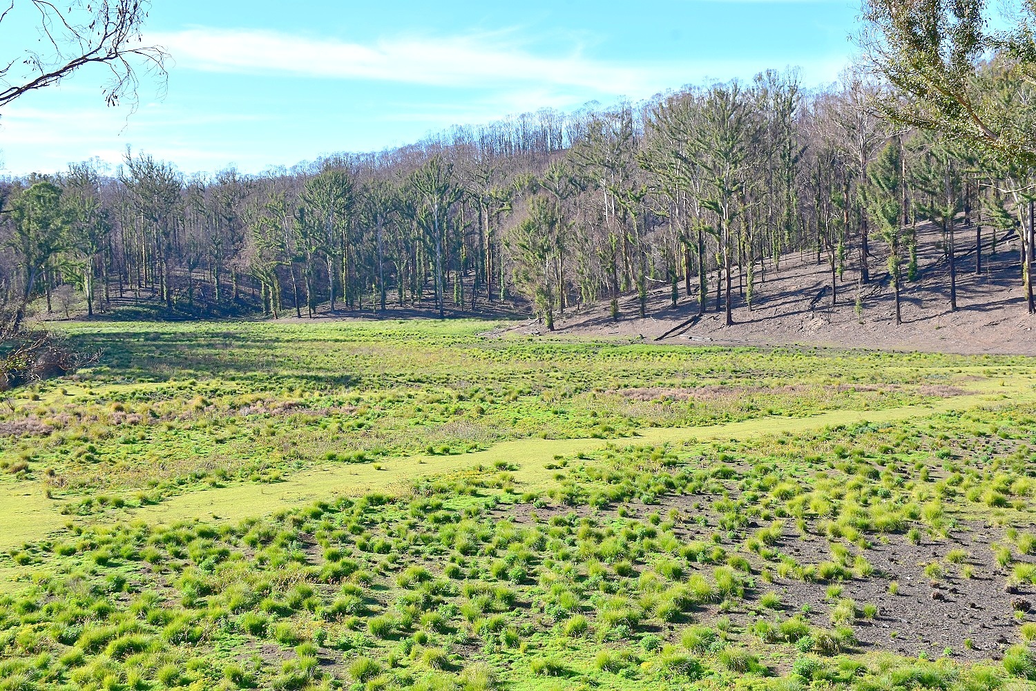 Chris Wilson Real Estate "FRESHWATER FARM"