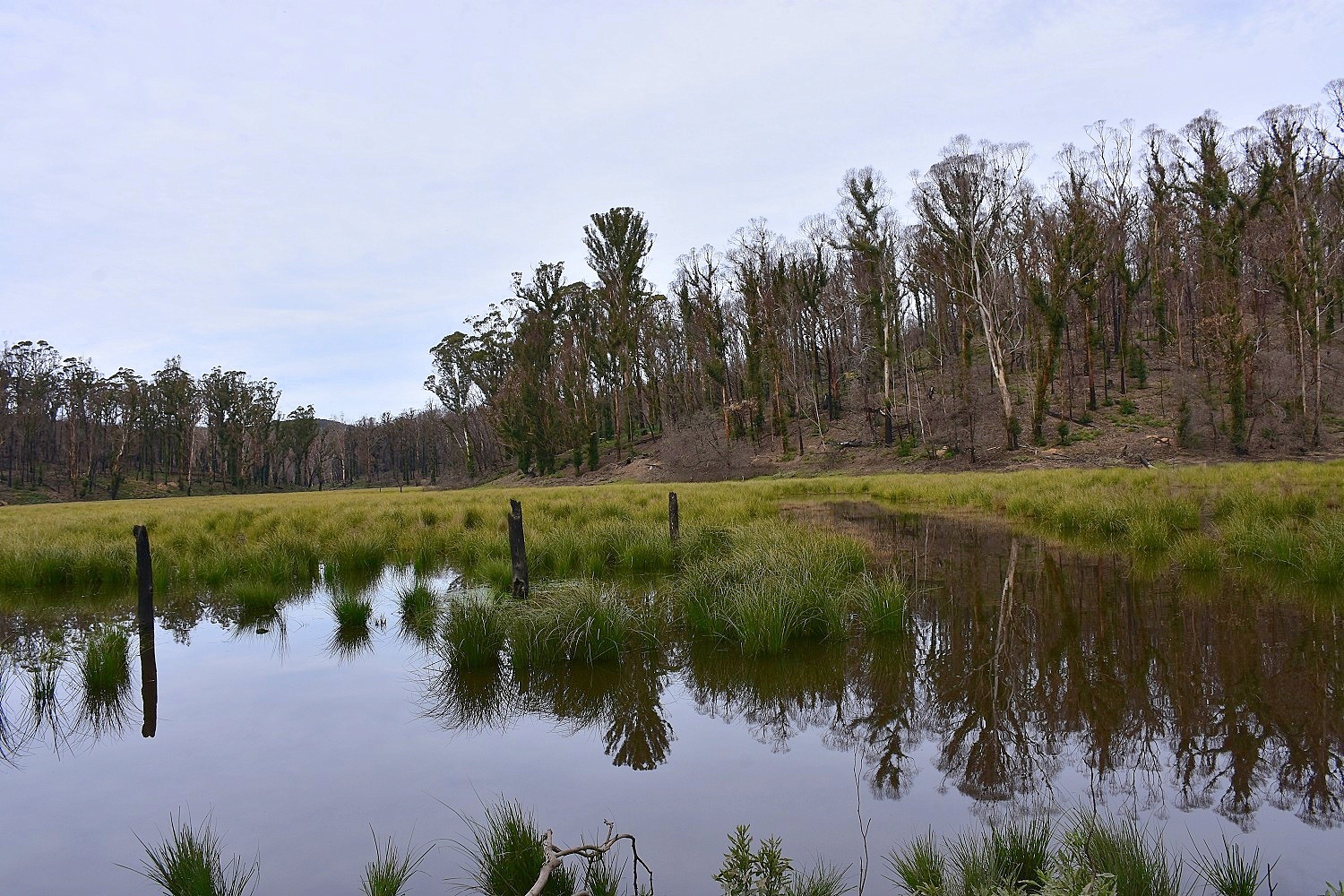 Chris Wilson Real Estate "FRESHWATER FARM"