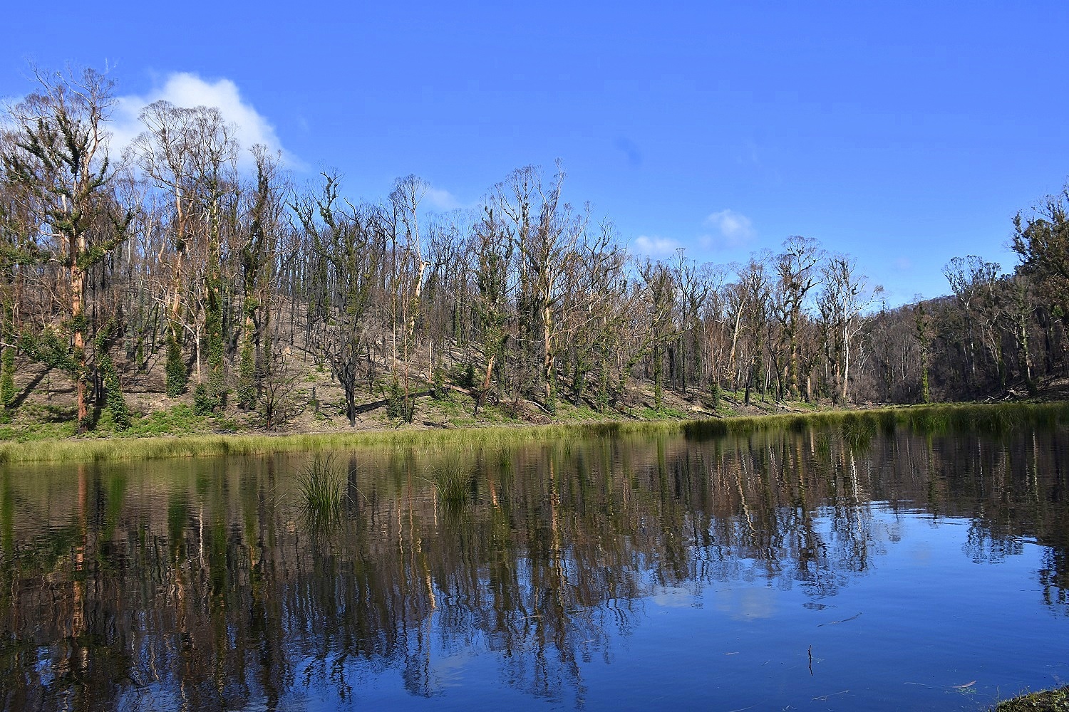 Chris Wilson Real Estate "FRESHWATER FARM"