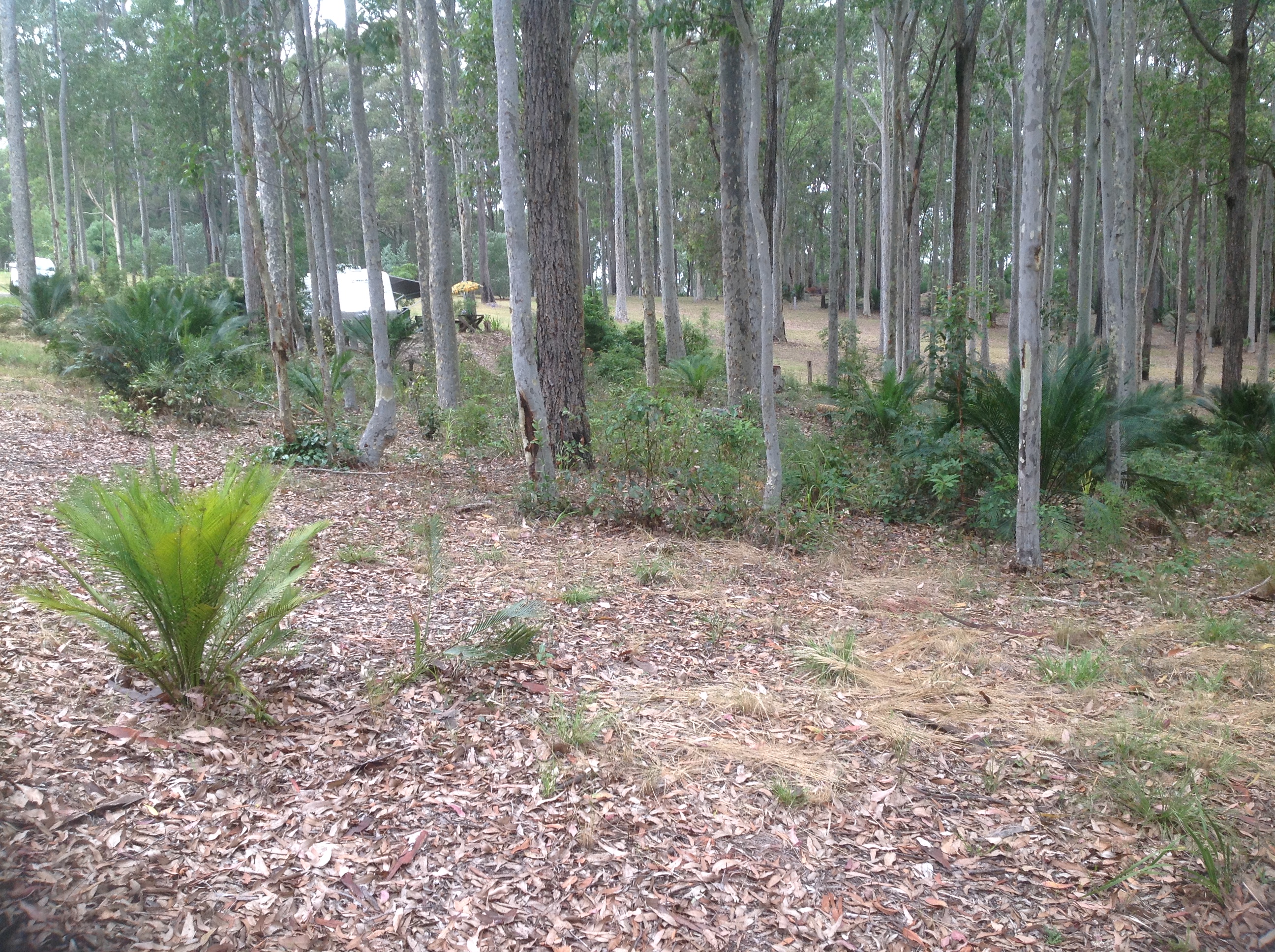 Clearwater Real Estate Gentle Sloping 4229m2 Close to Narooma