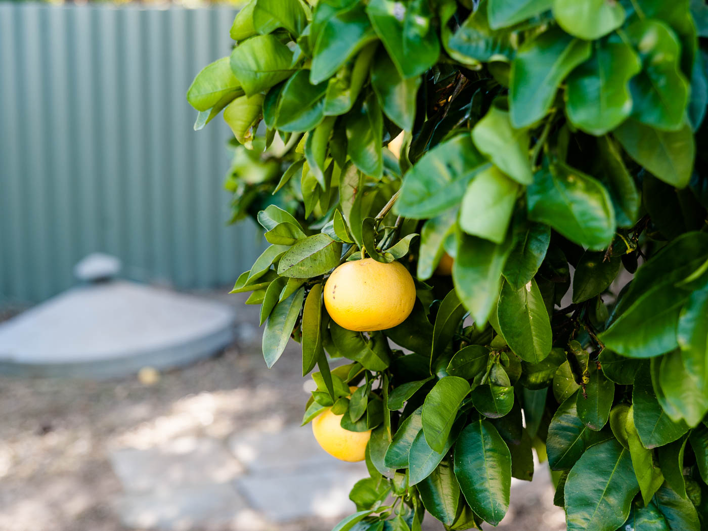 Granny Flats for Rent Rent a Granny Flat Find a Tenant FAMILY FRIENDLY HOME IN CENTRAL MYAREE