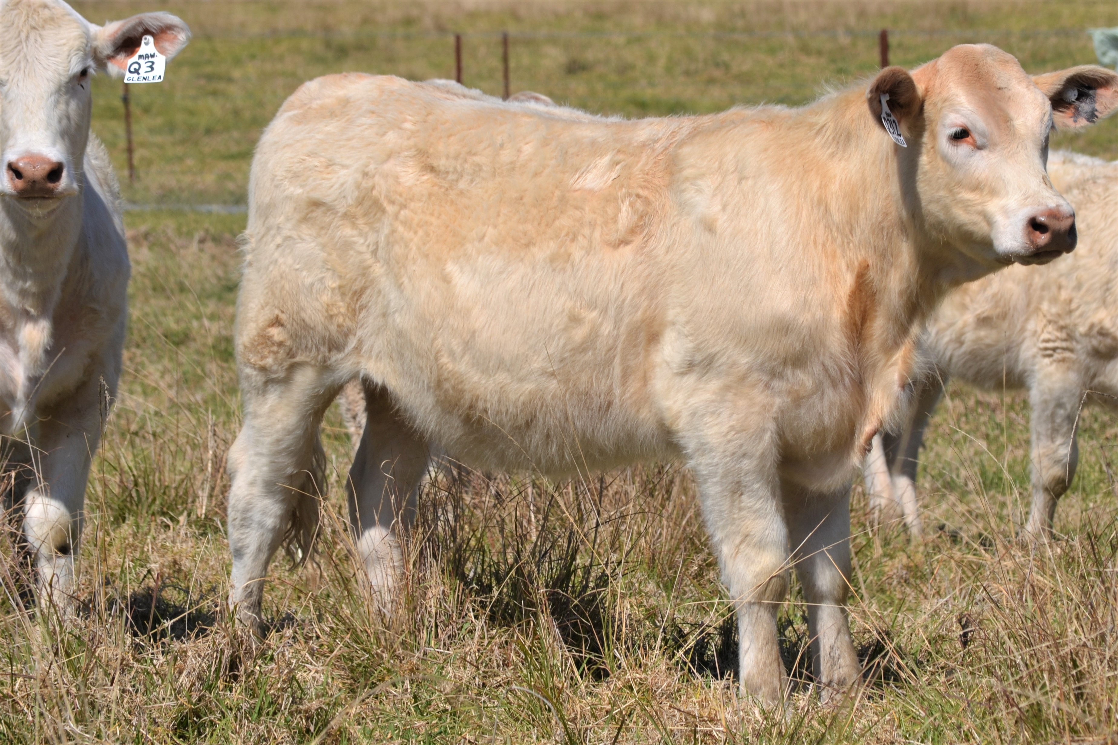 Private Livestock Sales Kempsey Stock and Land