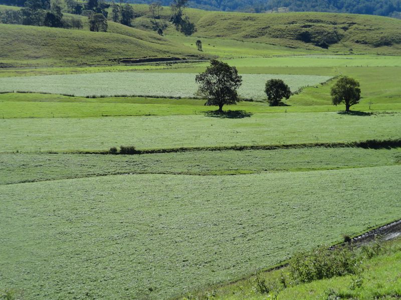 AUCTION RICHMOND RIVER DAIRY FARM Kyogle Real Estate