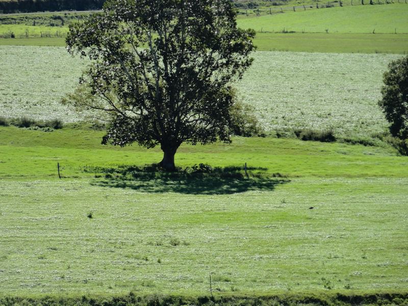AUCTION RICHMOND RIVER DAIRY FARM Kyogle Real Estate