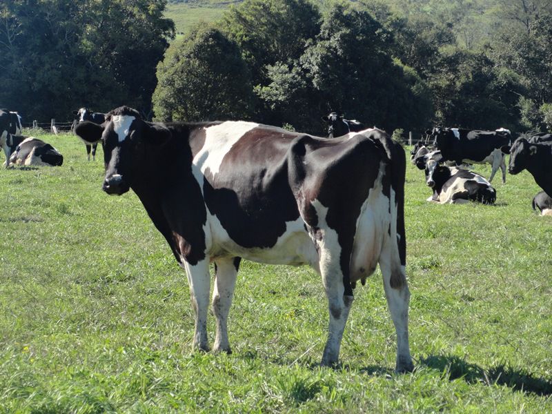 AUCTION RICHMOND RIVER DAIRY FARM Kyogle Real Estate