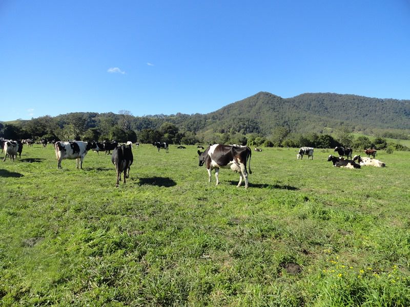 AUCTION RICHMOND RIVER DAIRY FARM Kyogle Real Estate