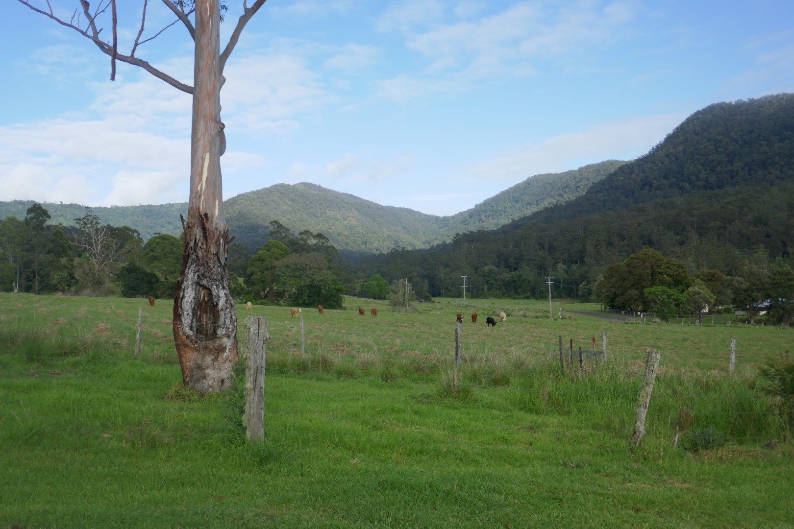 ROSEBERRY AT ITS BEST Kyogle Real Estate