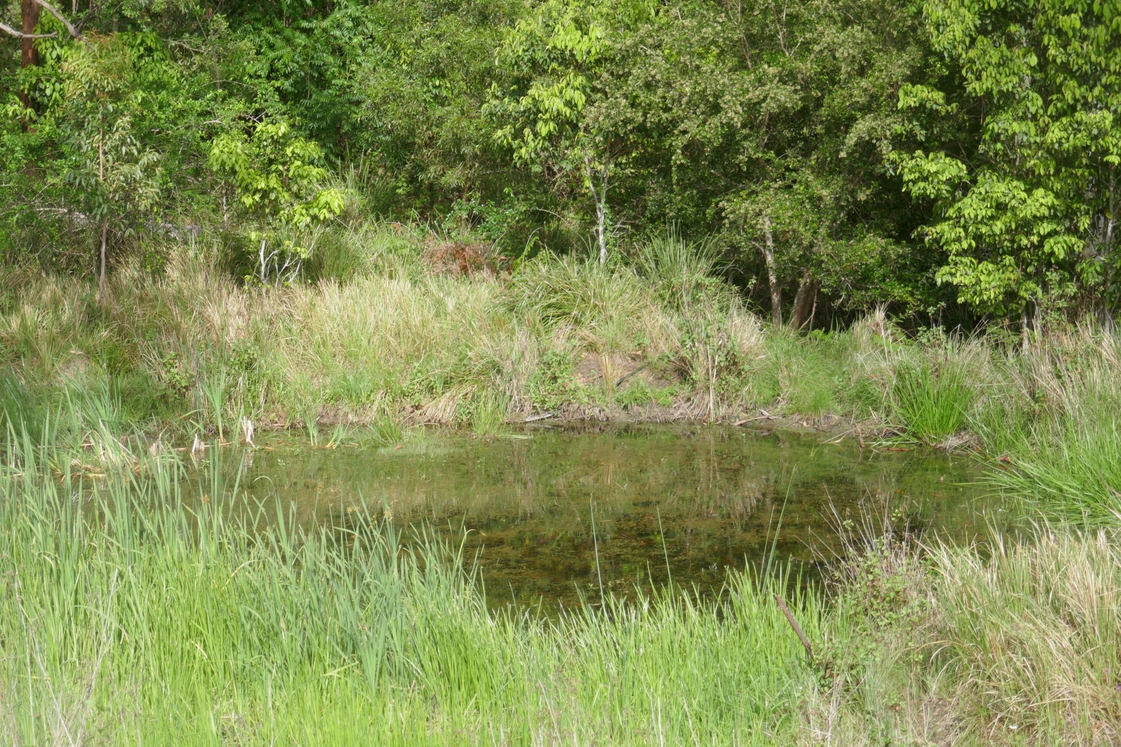 ROSEBERRY AT ITS BEST Kyogle Real Estate