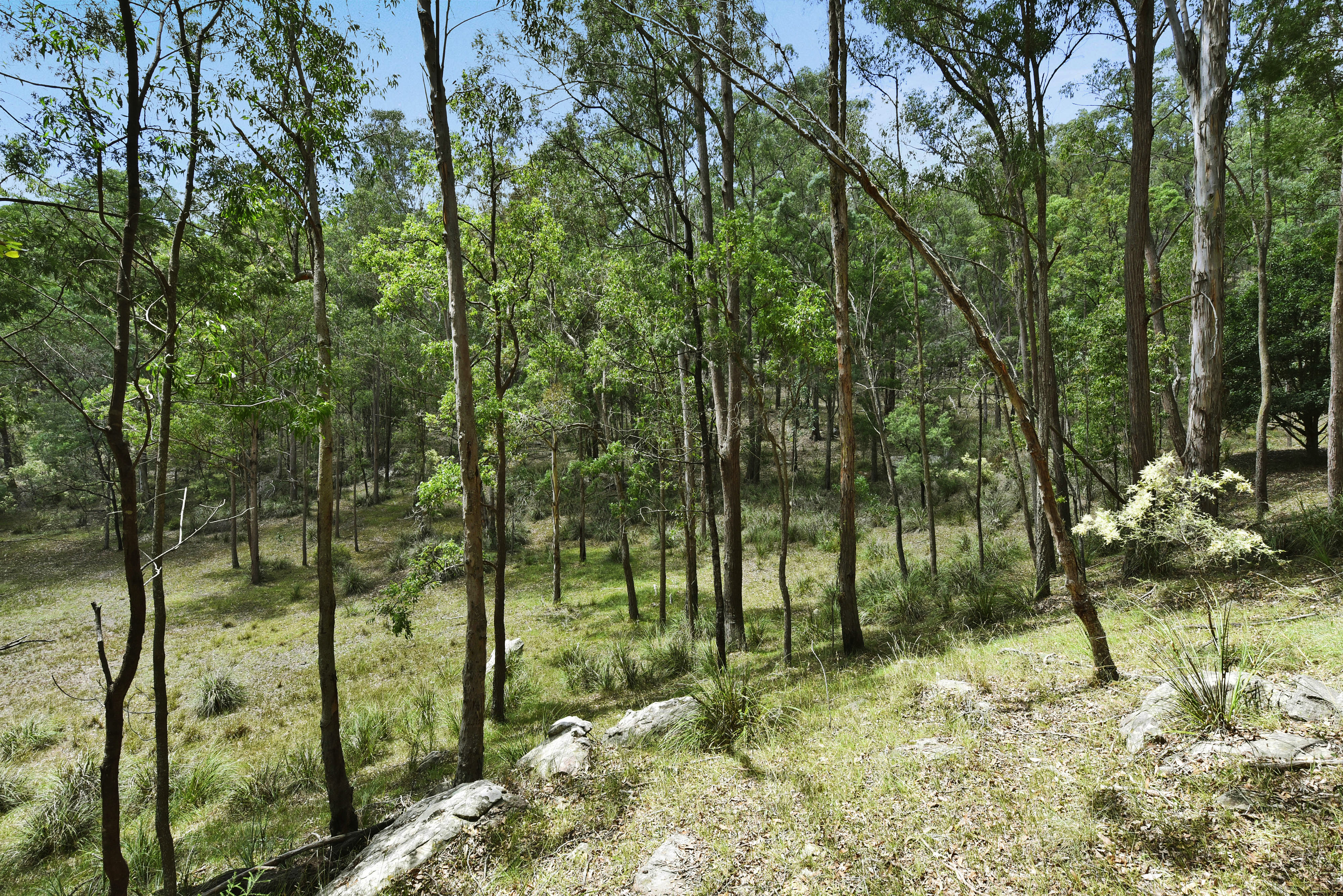 Musgrove Realty 'Bush Land Vista'