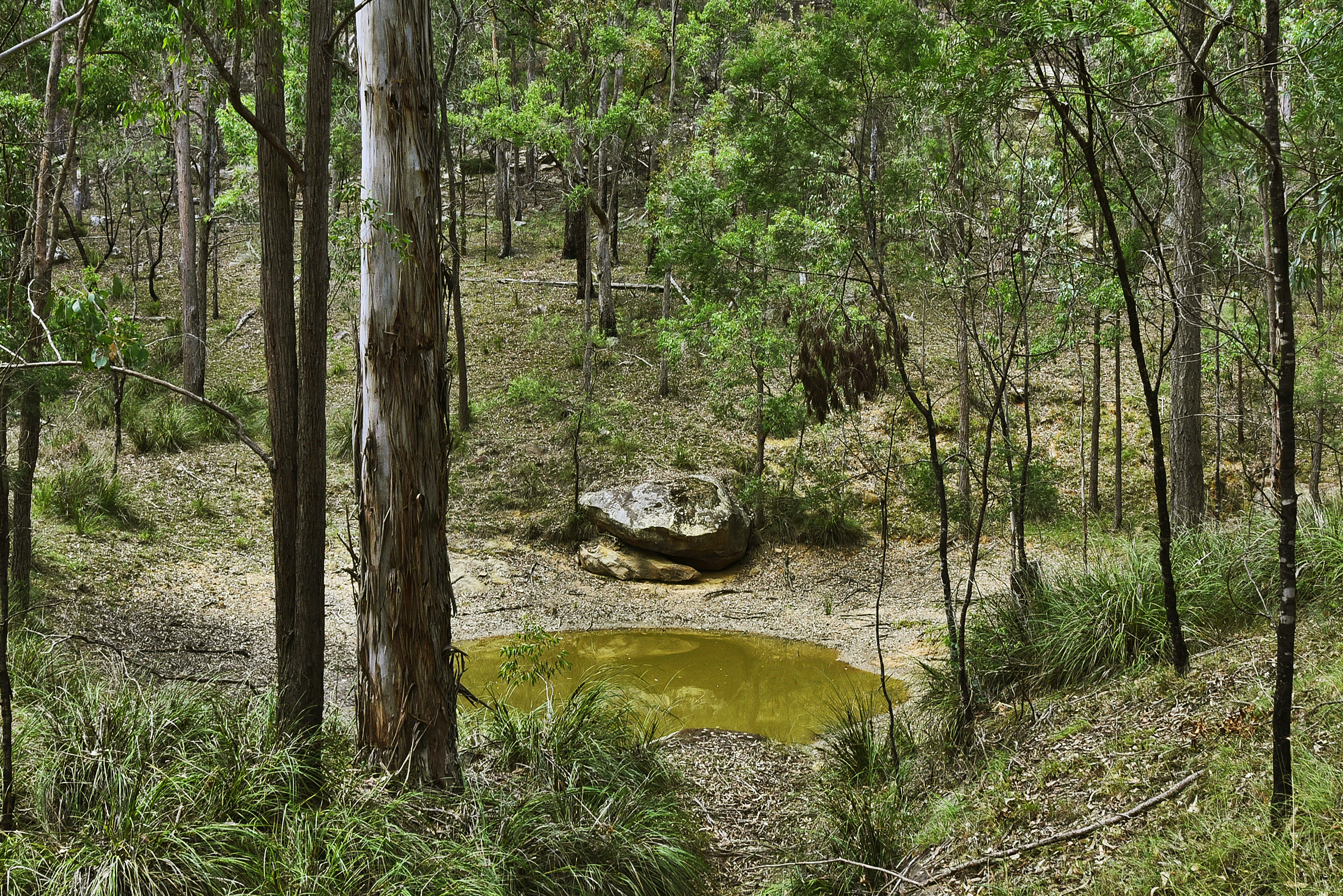 Musgrove Realty 'Bush Land Vista'