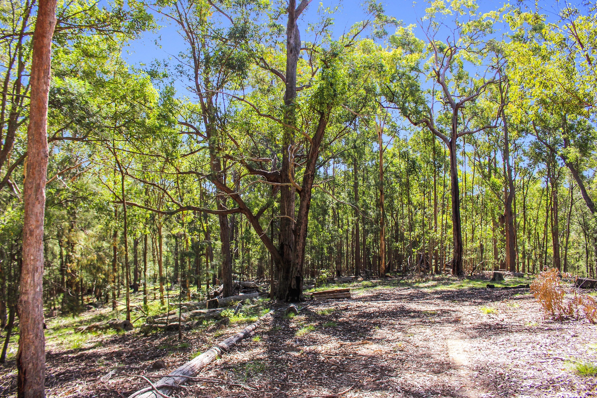 Musgrove Realty Huge Bush Land Oasis for the Adventurous