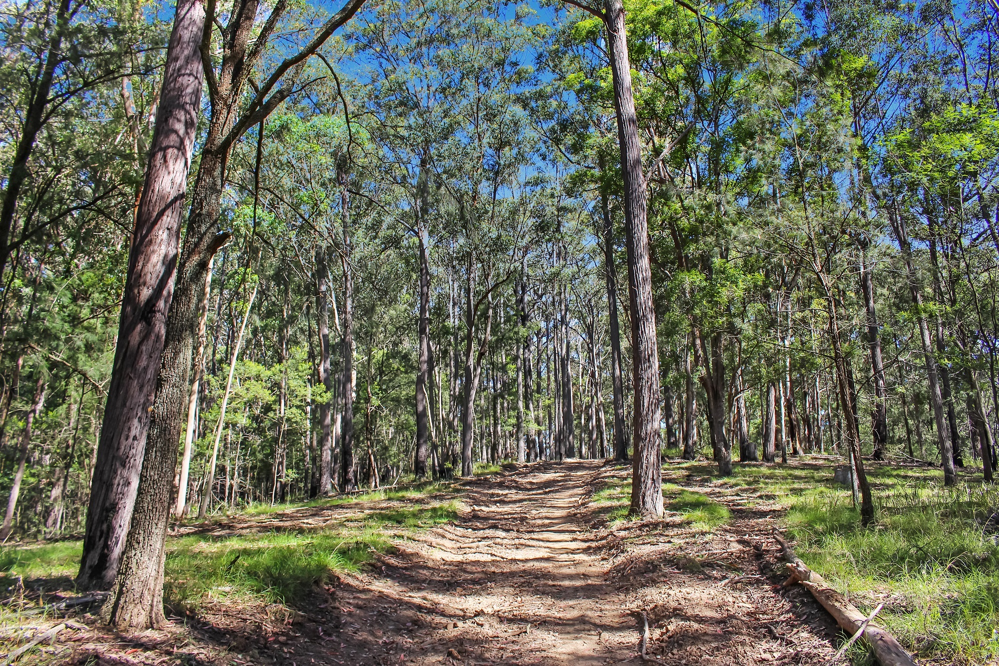 Musgrove Realty Ideal Bush Land Escape