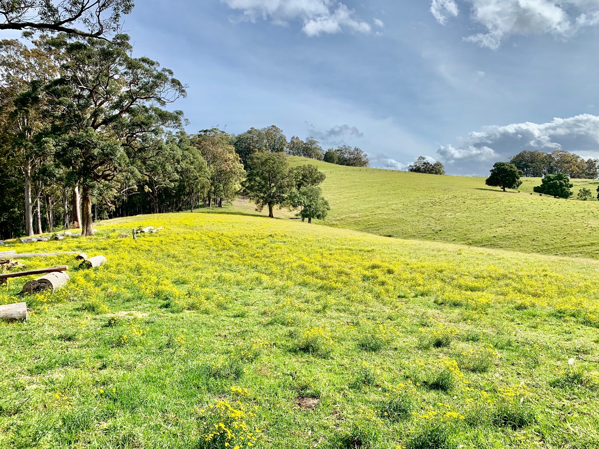 Musgrove Realty Prime 42 Hectare Rural Holding