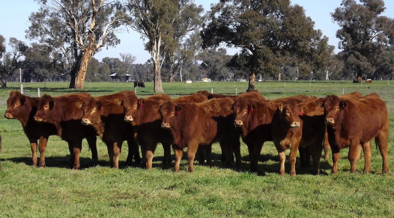 Riverina Livestock Agents Pty Ltd "BIRUBI" 1068 ACRES .STURT HIGHWAY, WAGGA WAGGA . HOMESTEAD