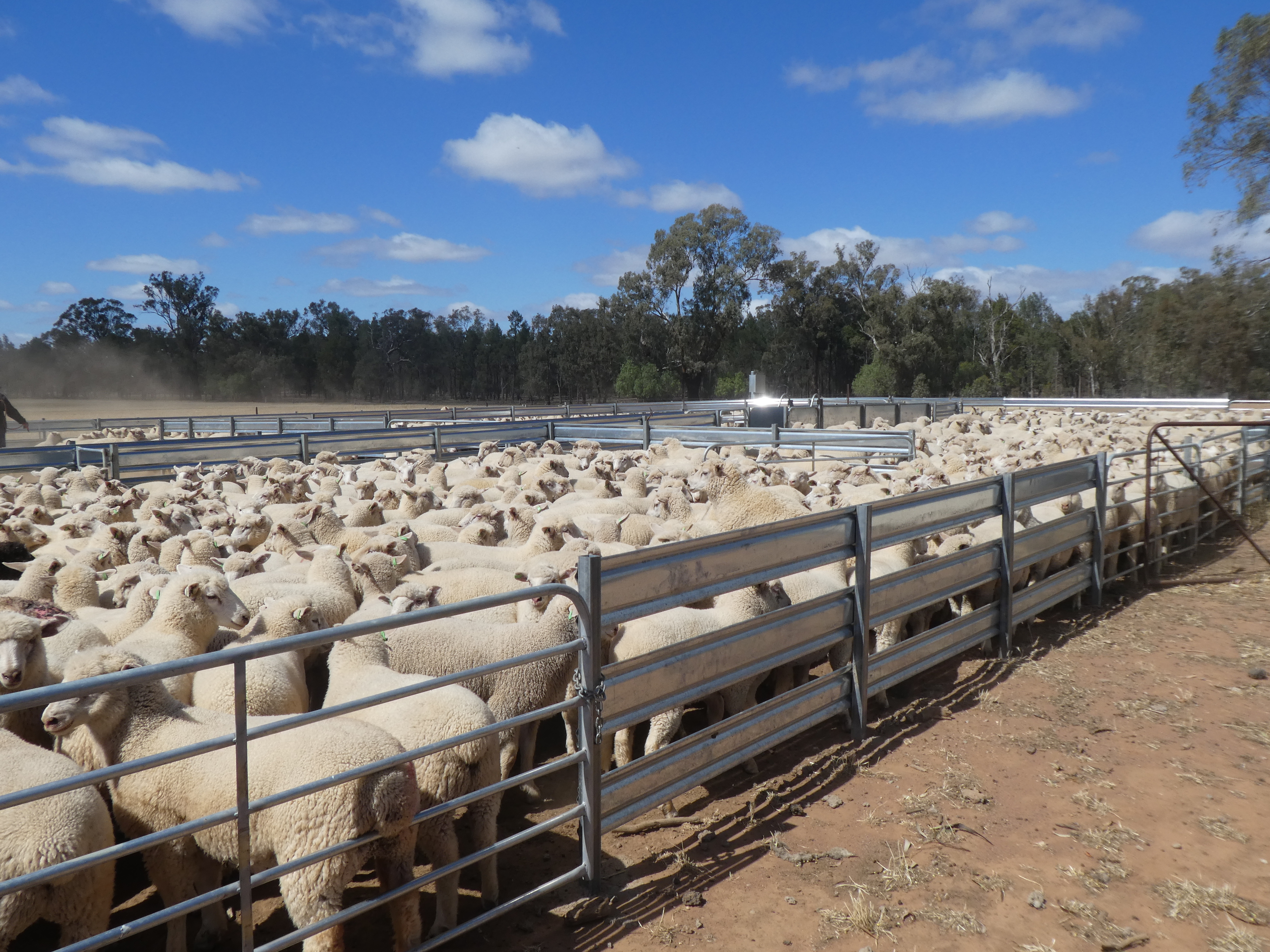 Riverina Livestock Agents Pty Ltd 831 ACRES.MIXED FARMING NEW