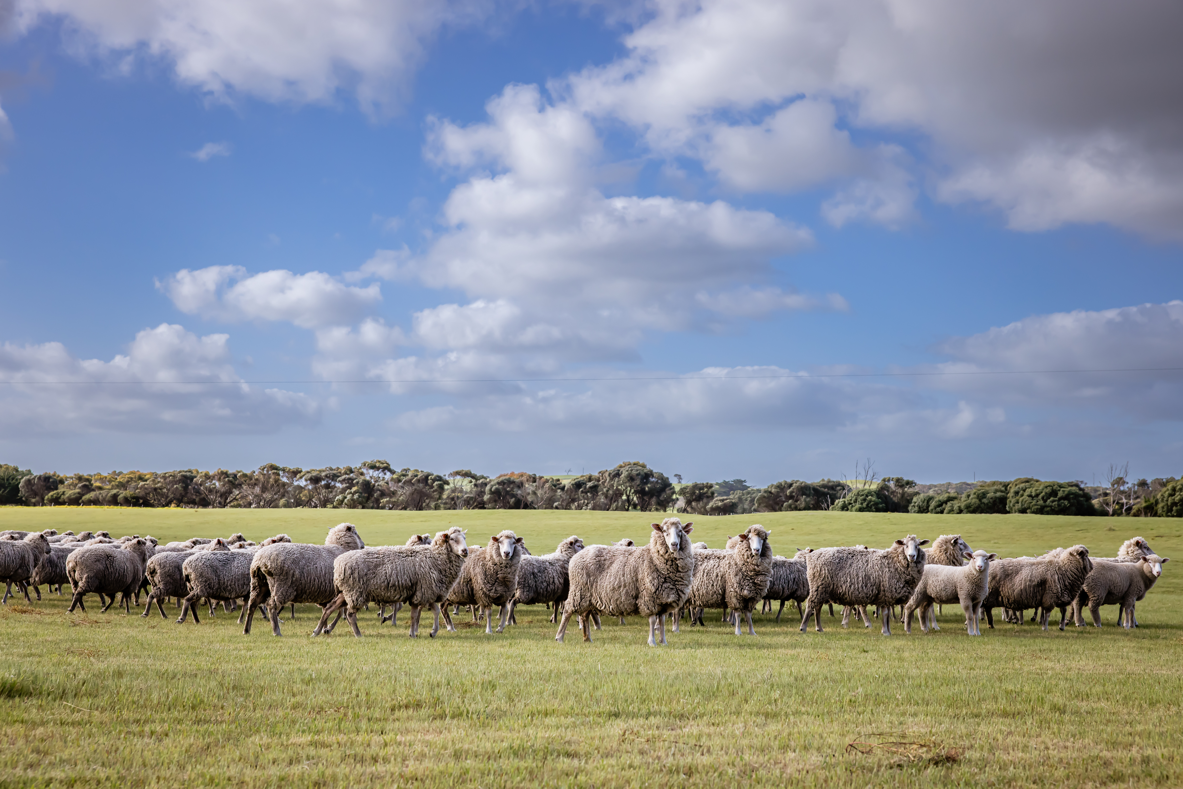 3059 Southern Ports Highway, Robe Auction by Farmbuy.com - image 18