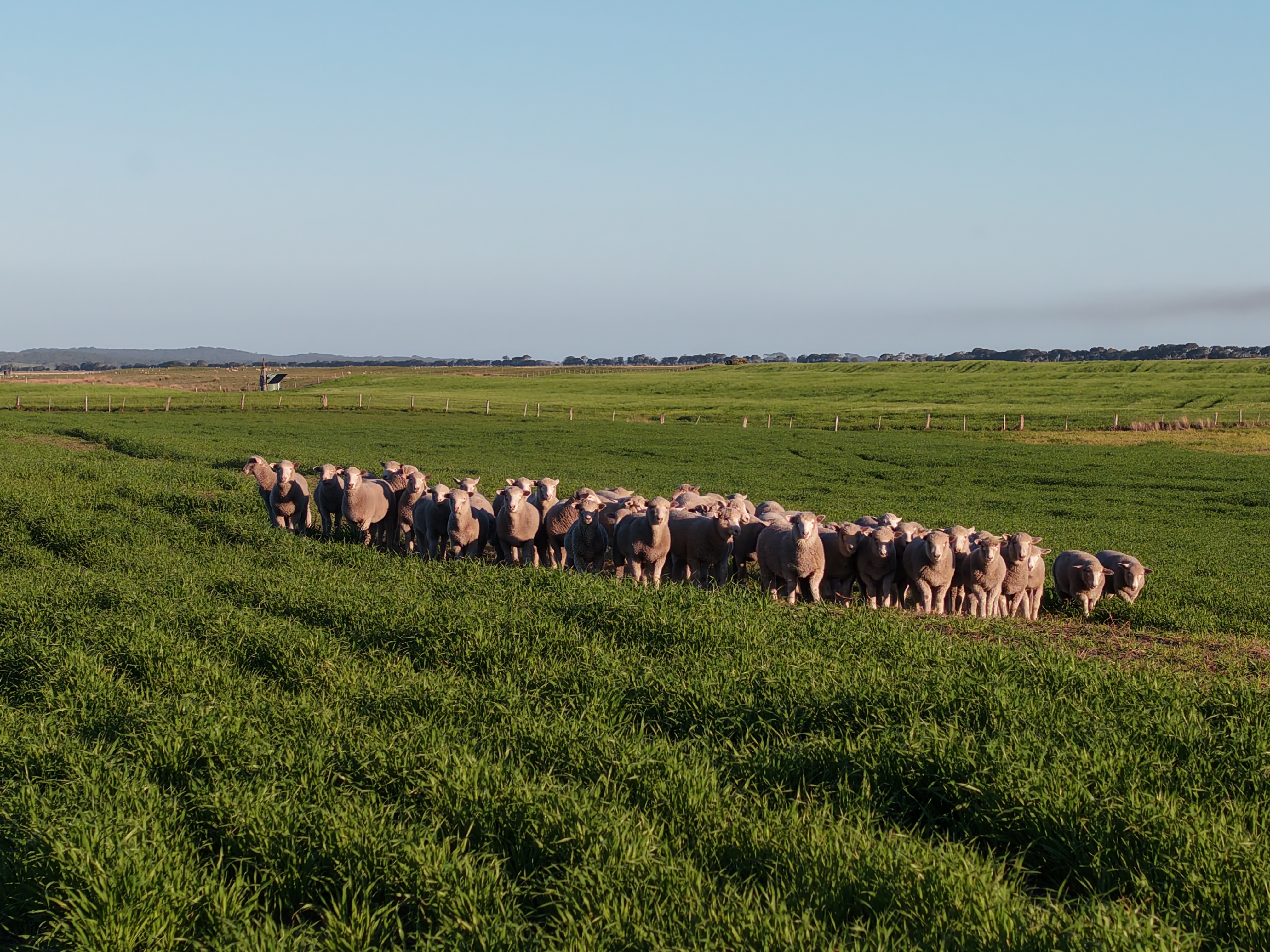 3059 Southern Ports Highway, Robe Auction by Farmbuy.com - image 20