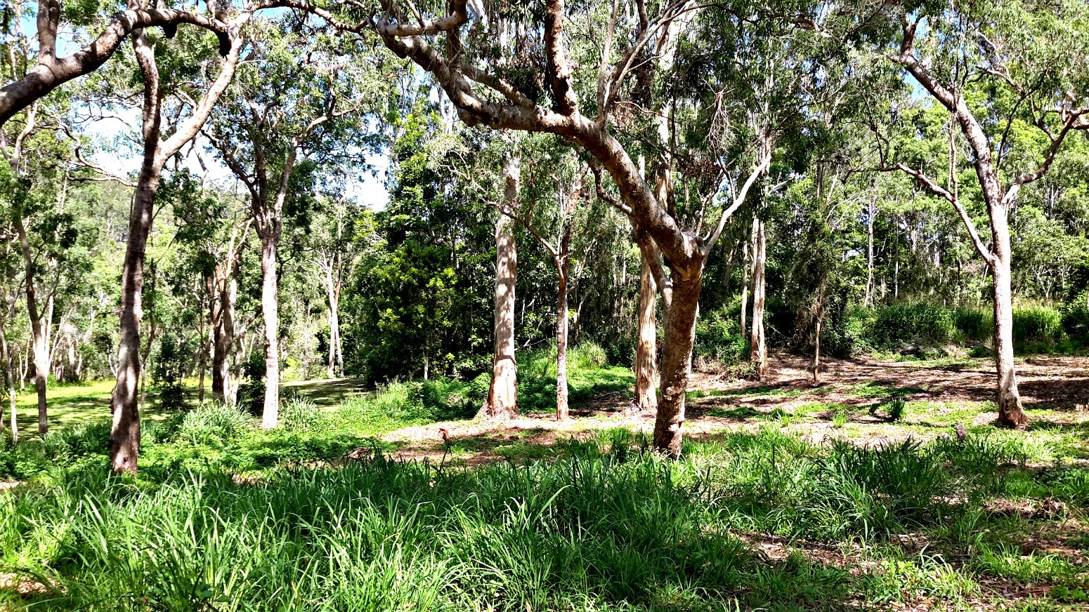 Top of the Tablelands Realty Rural Property feeling in the middle of