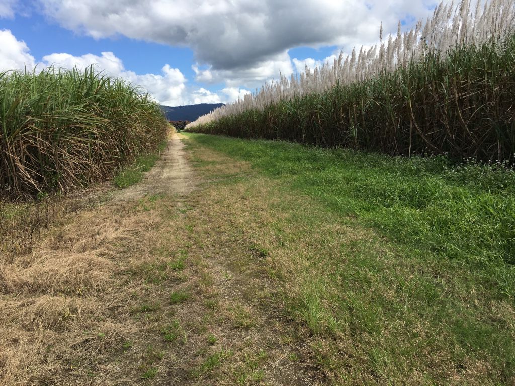 Tully Realty Midgenoo Cane Farm