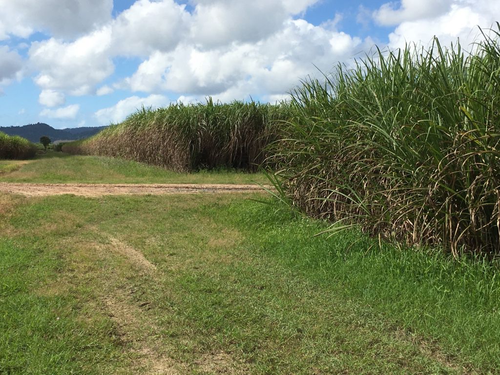 Tully Realty Midgenoo Cane Farm