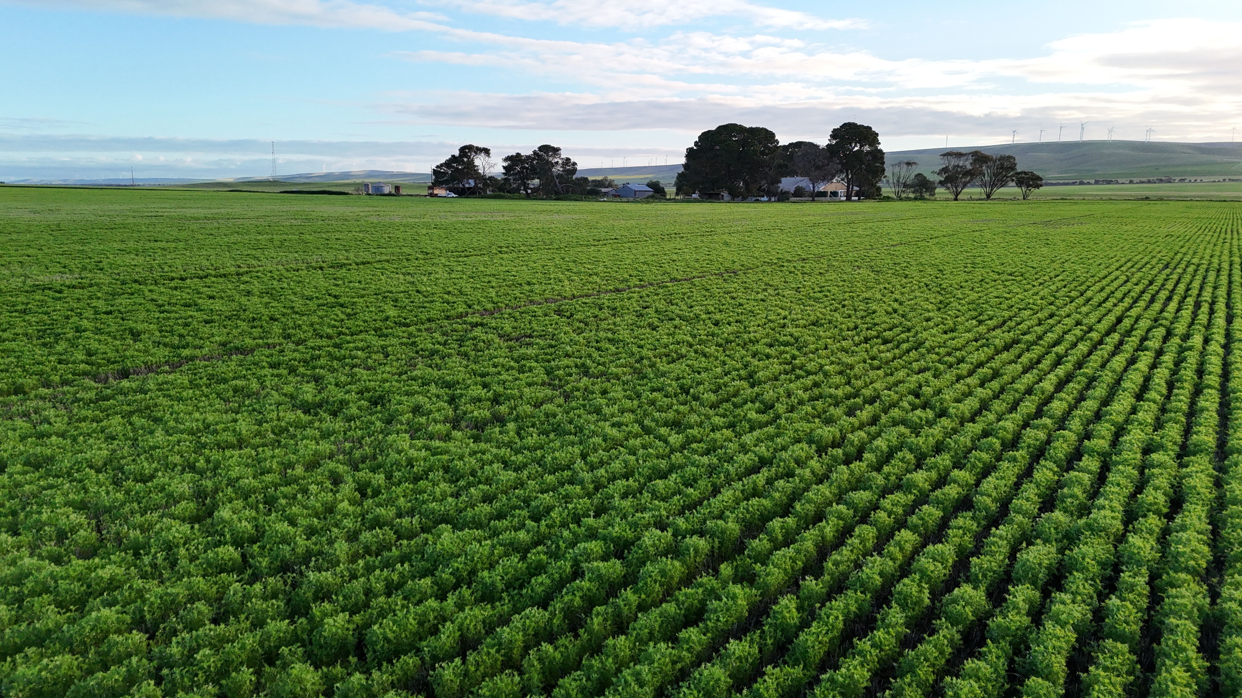 Farm For Sale - SA - Burnsfield - 5520 - Productive Cropping Property with Excellent Accessibility 