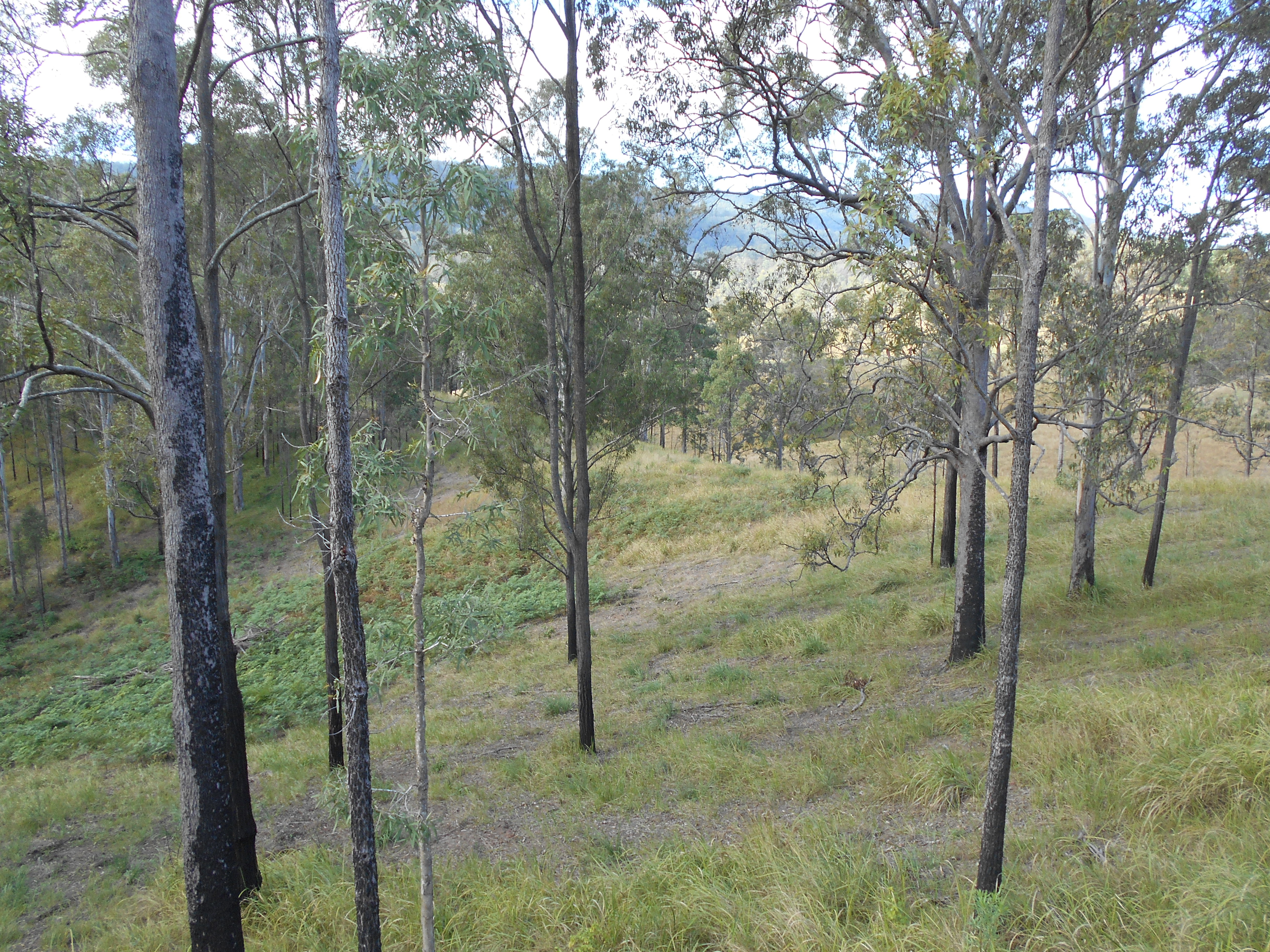 Woodford Property Sandy Creek Private Vacant 50 Acres