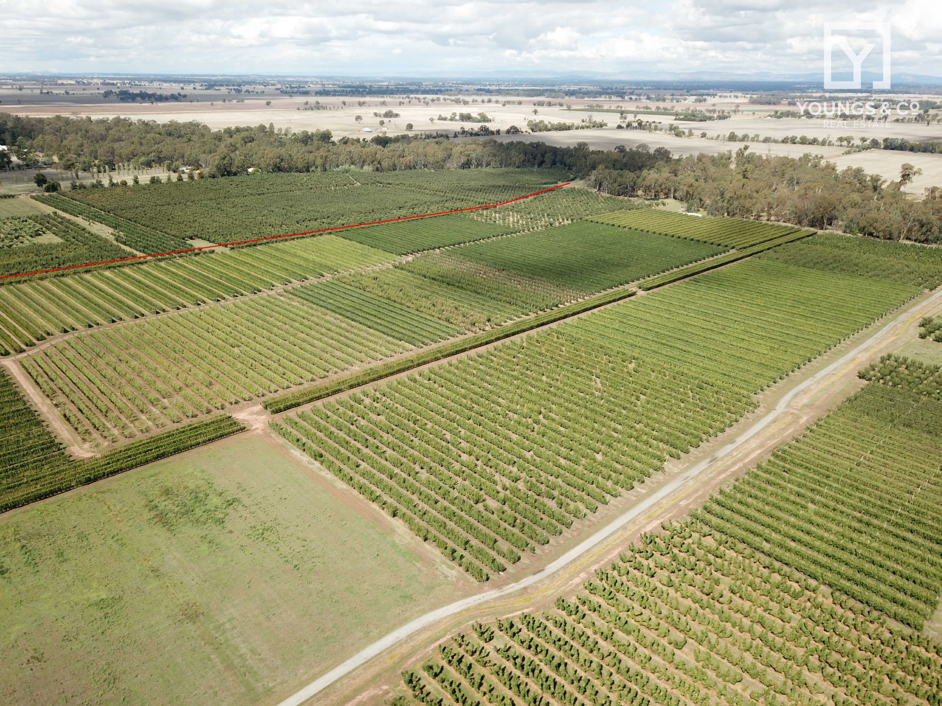 Youngs & Co Quality Shepparton District Orchard 55 Hectares