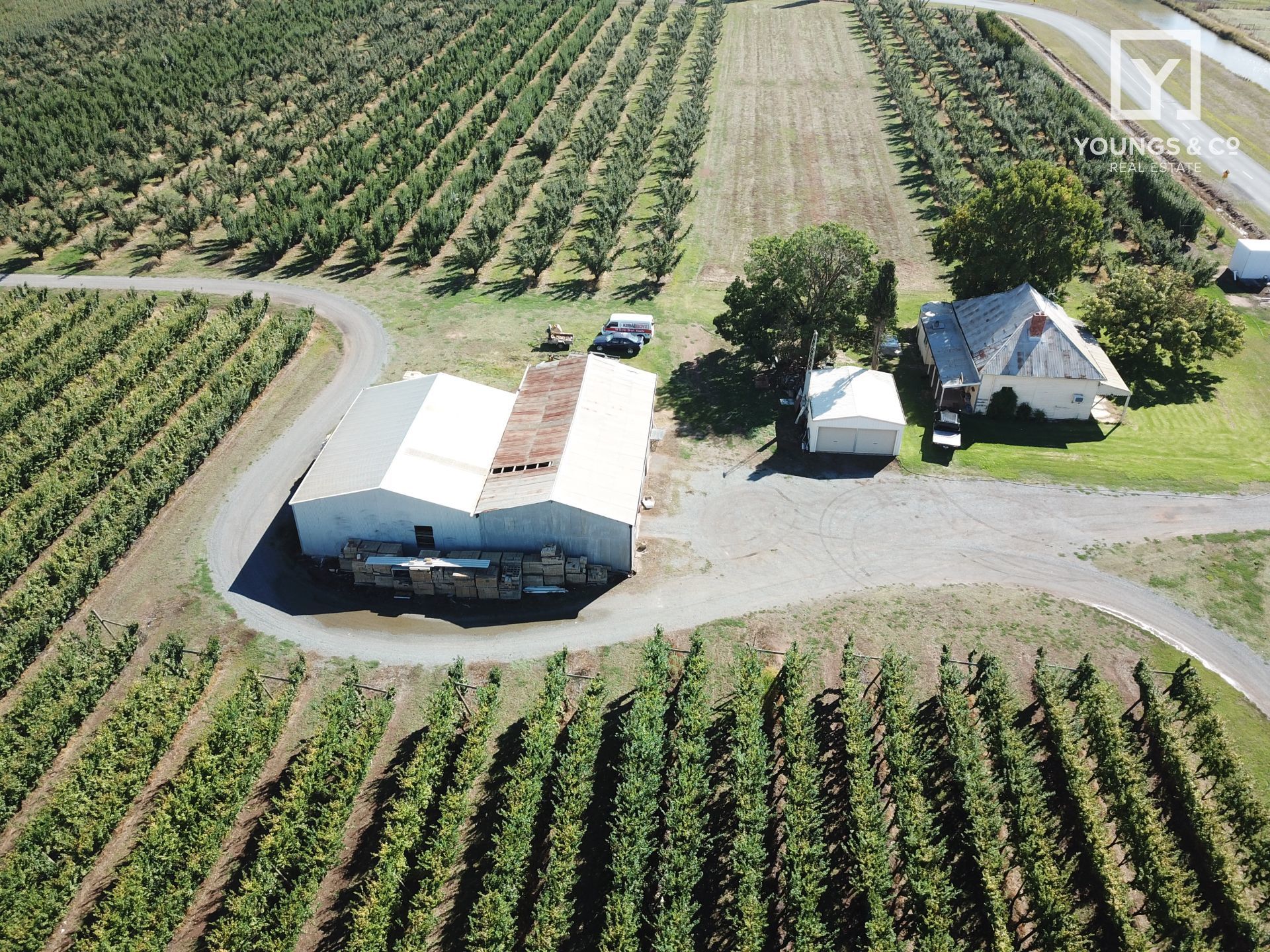 Quality Shepparton District Orchard 55 Hectares Youngs and Co
