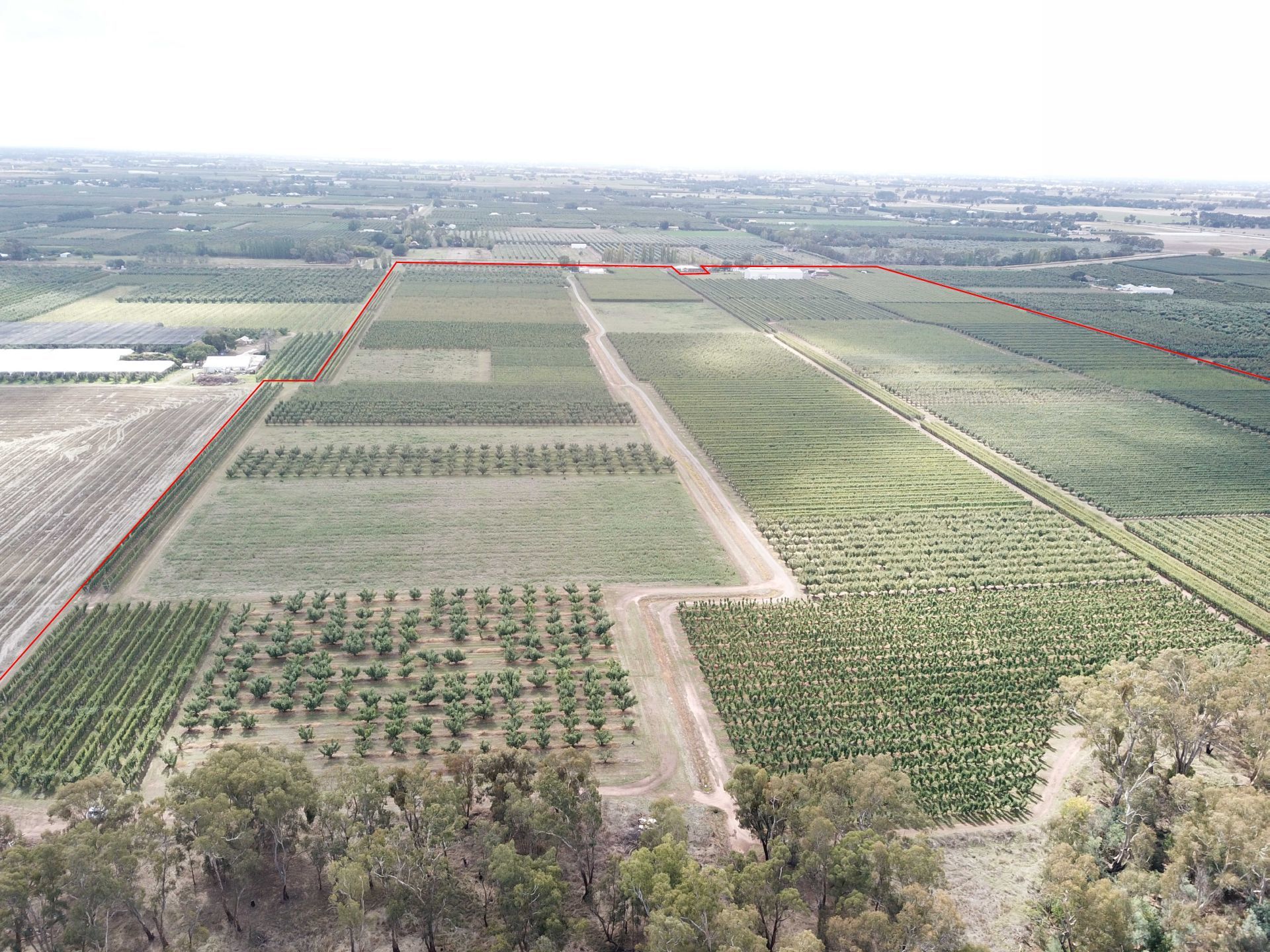 Youngs & Co Quality Shepparton District Orchard 55 Hectares